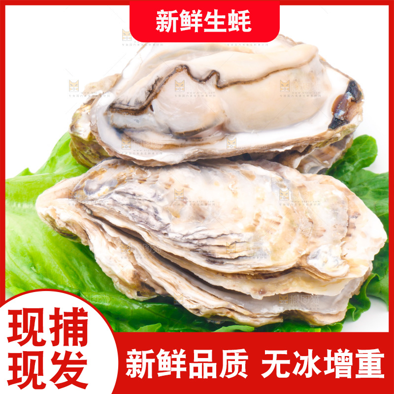 白底上放着乳山生蚝