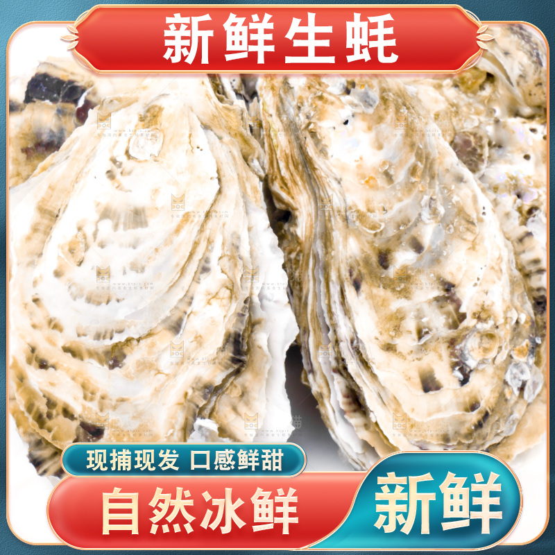 乳山生蚝放在白底上