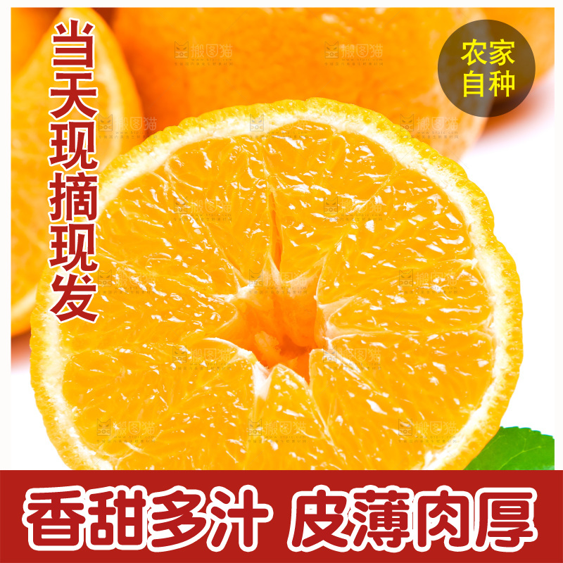 切开的四川丑橘放在白底上