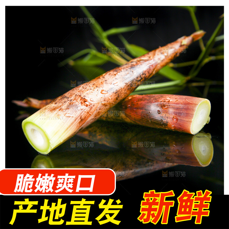 黑底上的春笋