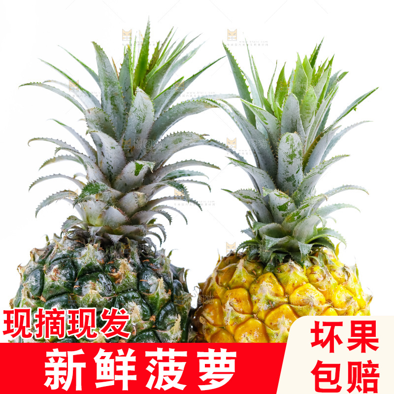 白底上的菠萝