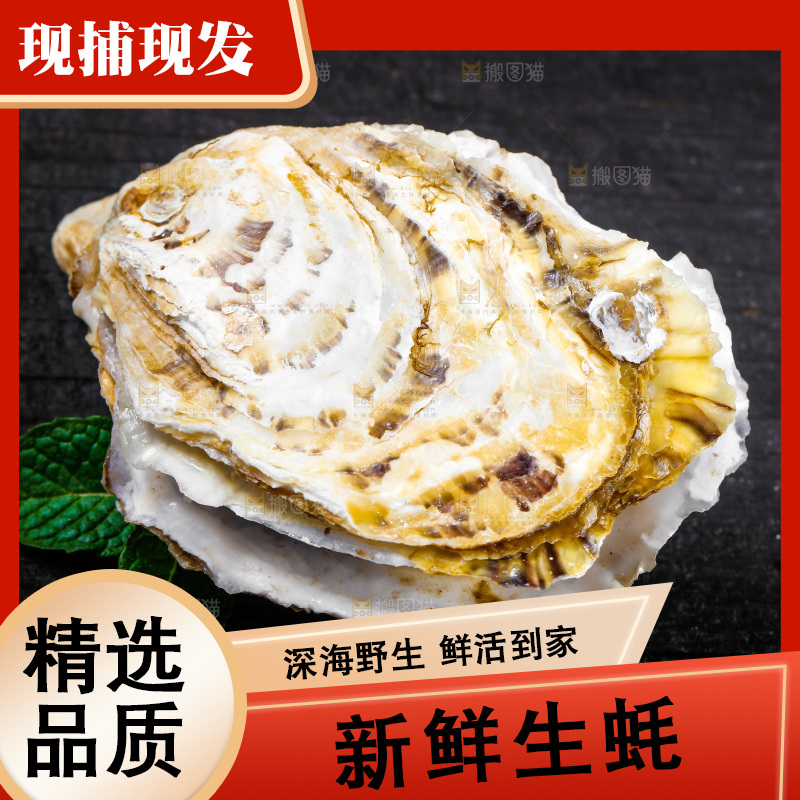 黑底上放着海蛎子
