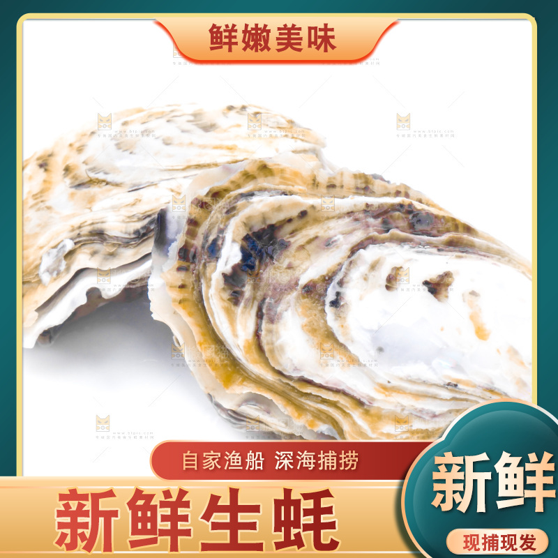 白底上的乳山生蚝