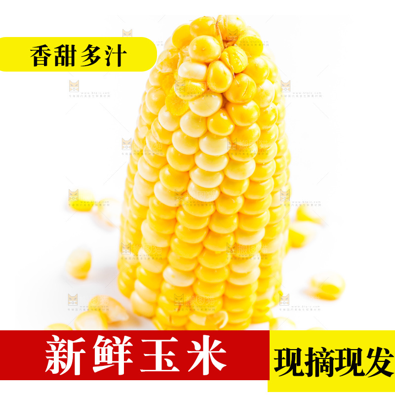 白底上的甜玉米