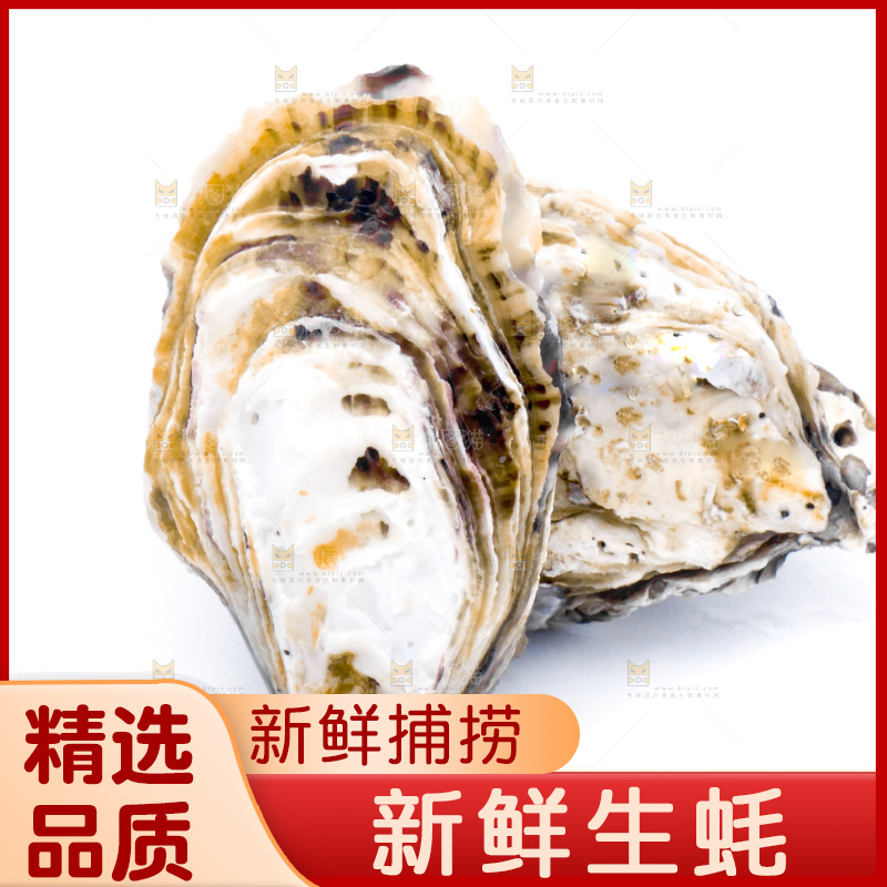 白底上的乳山生蚝