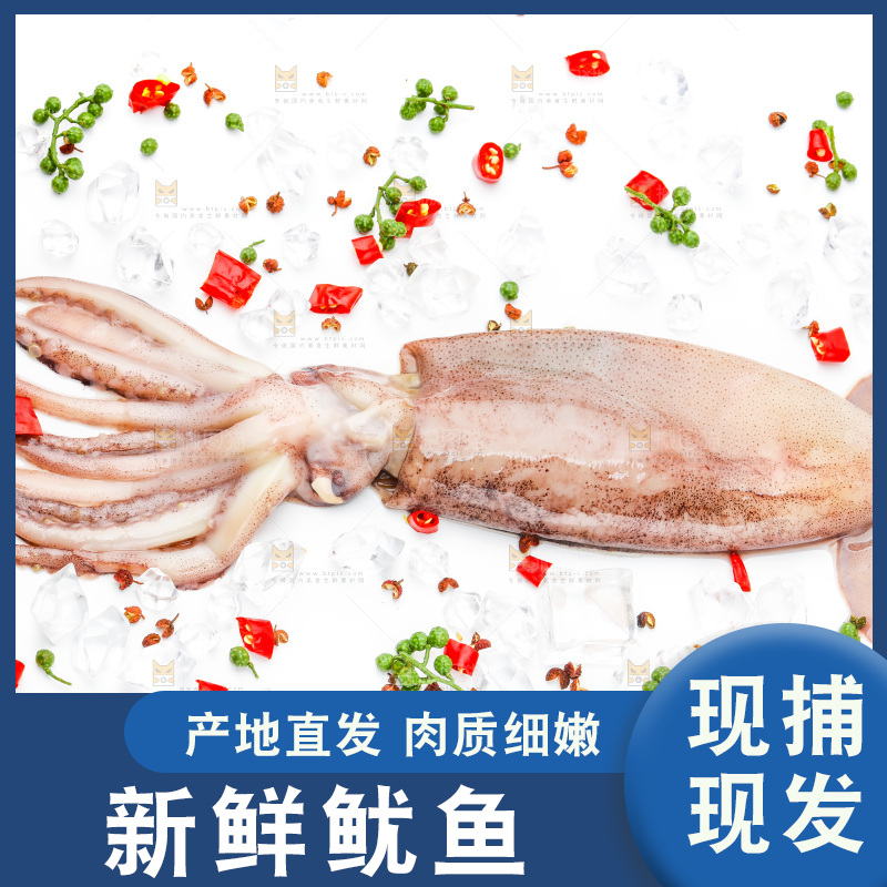 白底上放着鱿鱼