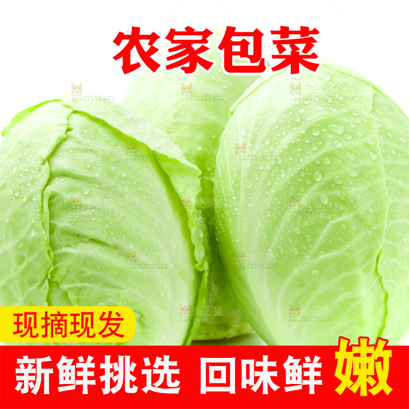 新鲜包菜放在白底上