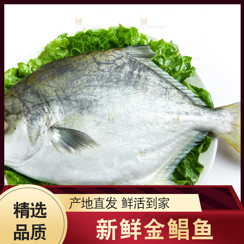 白底上放着一盘金鲳鱼