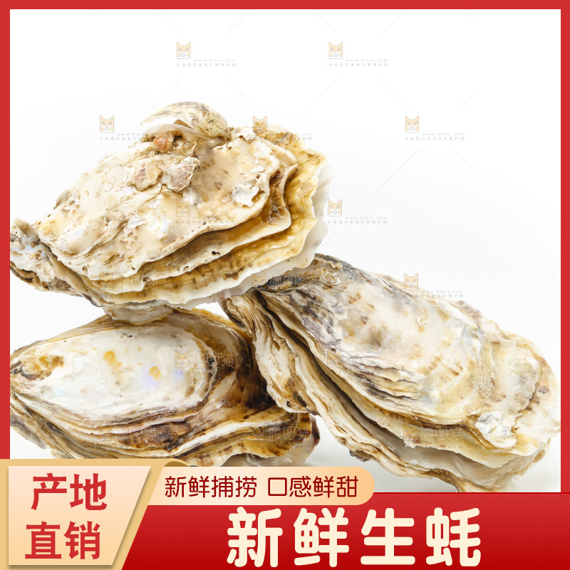 白底上的生蚝