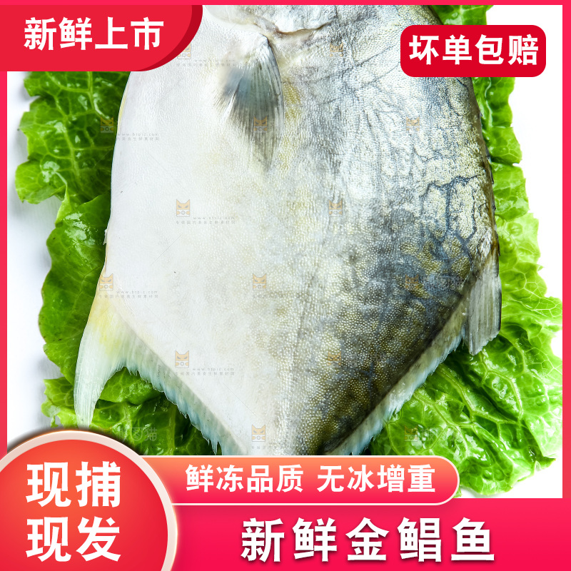 黑底上的金鲳鱼