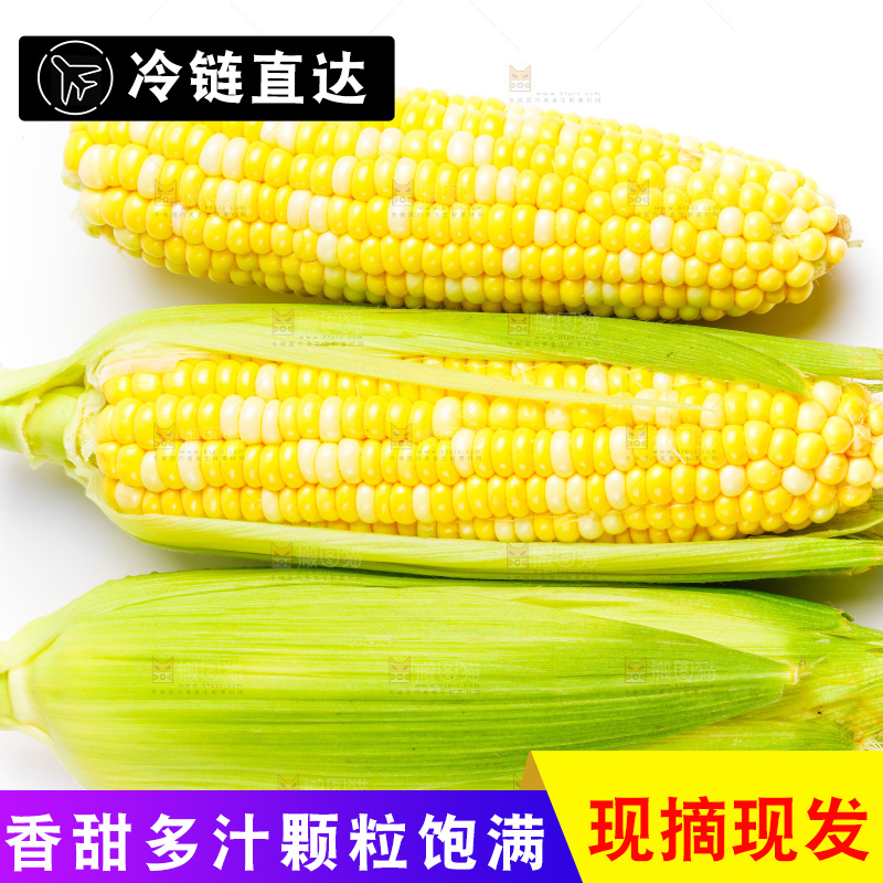 云南水果甜玉米放在白底上