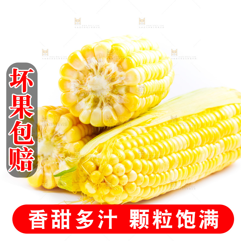 云南水果甜玉米放在白底上