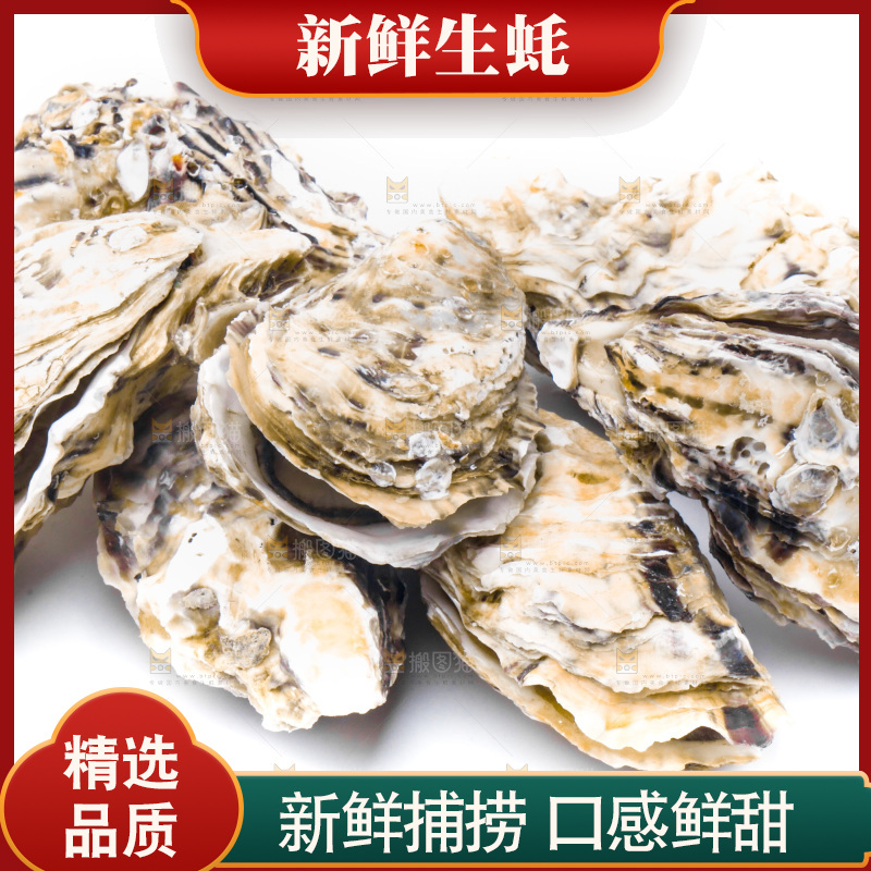 乳山生蚝放在白底上