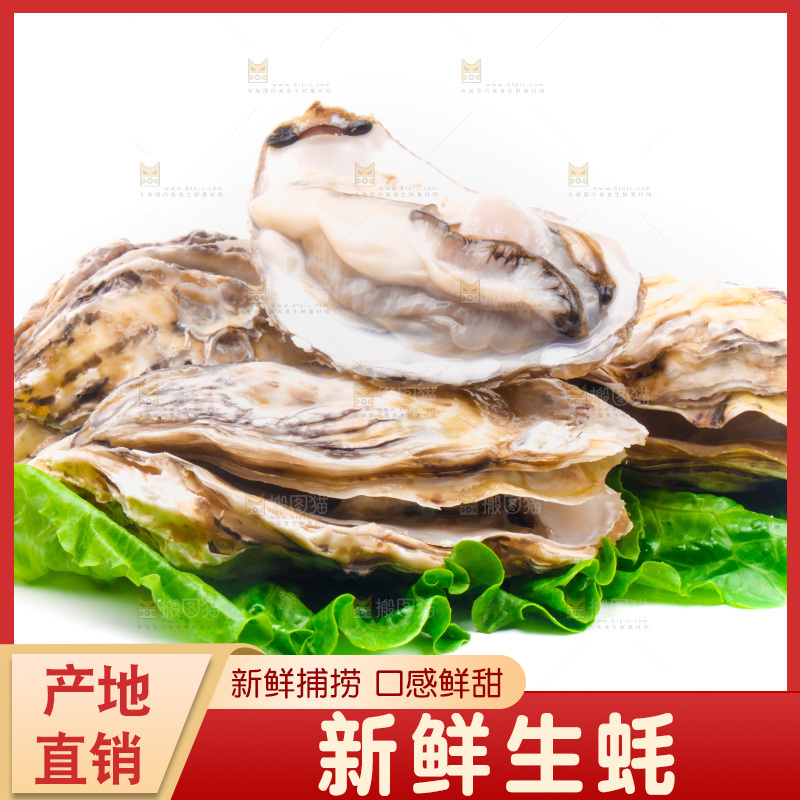 白底上放着乳山生蚝