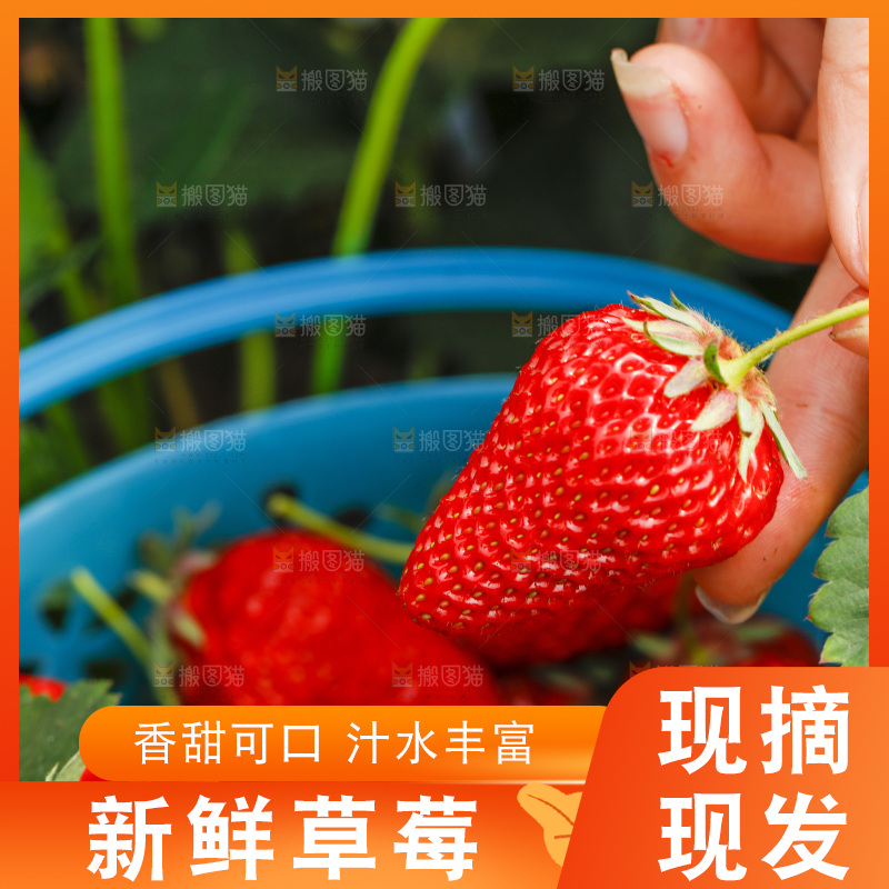 手拿新鲜草莓