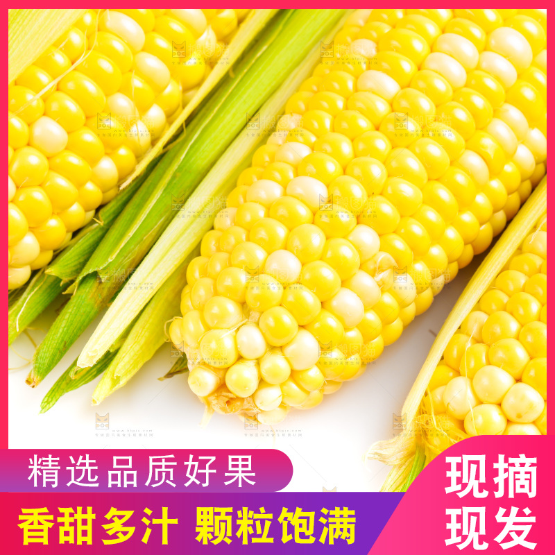 白底上放着甜玉米