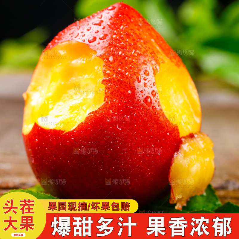 深底上的山西黄心油桃