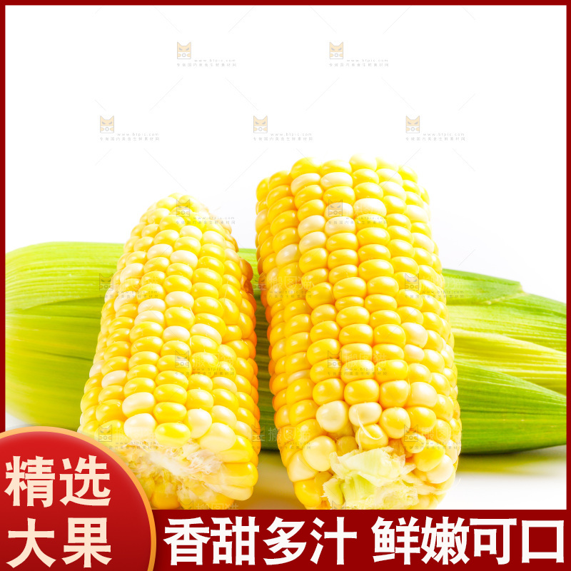 云南水果甜玉米放在白底上