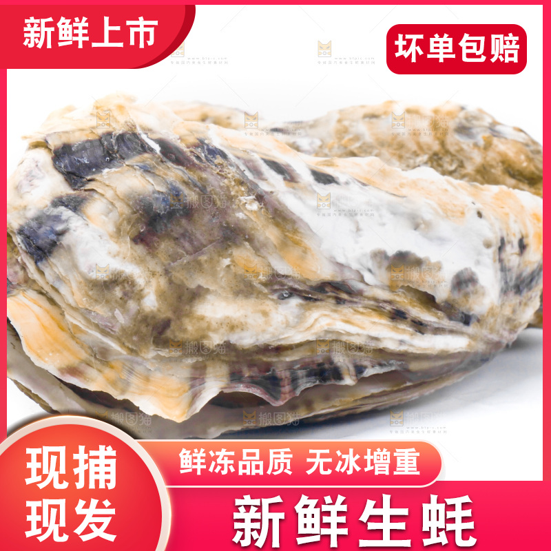 乳山生蚝放在白底上
