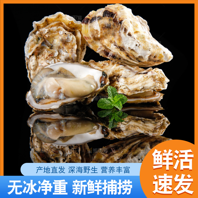 黑底上放着海蛎子