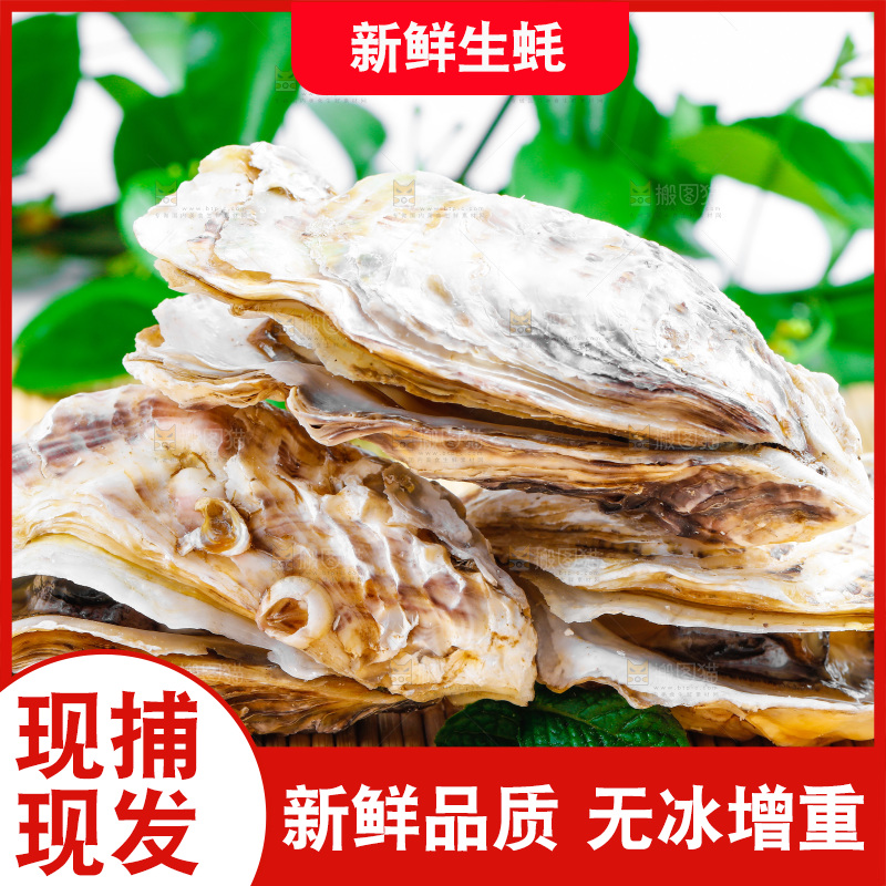 木底上放着乳山生蚝