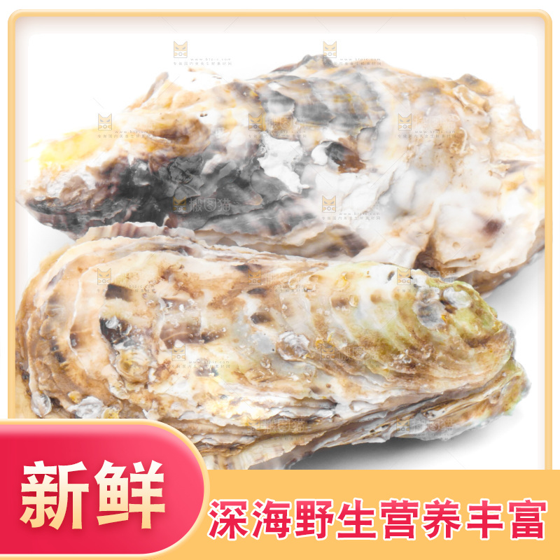 白底上放着海蛎子