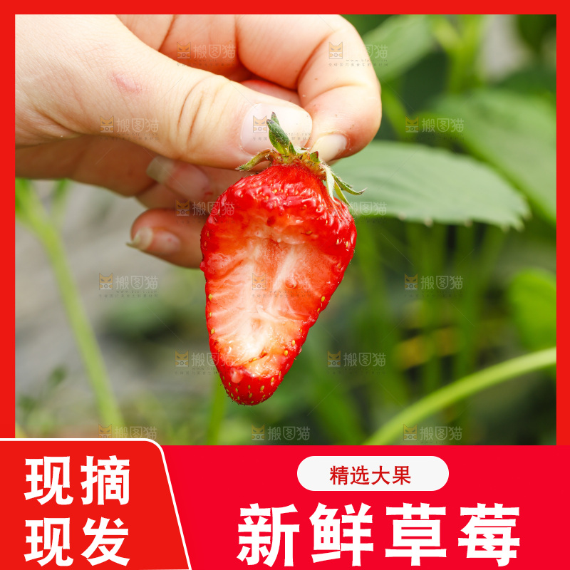 手拿新鲜草莓