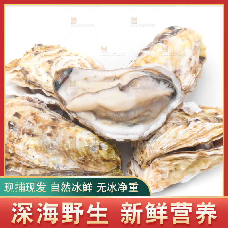 浅底上的生蚝
