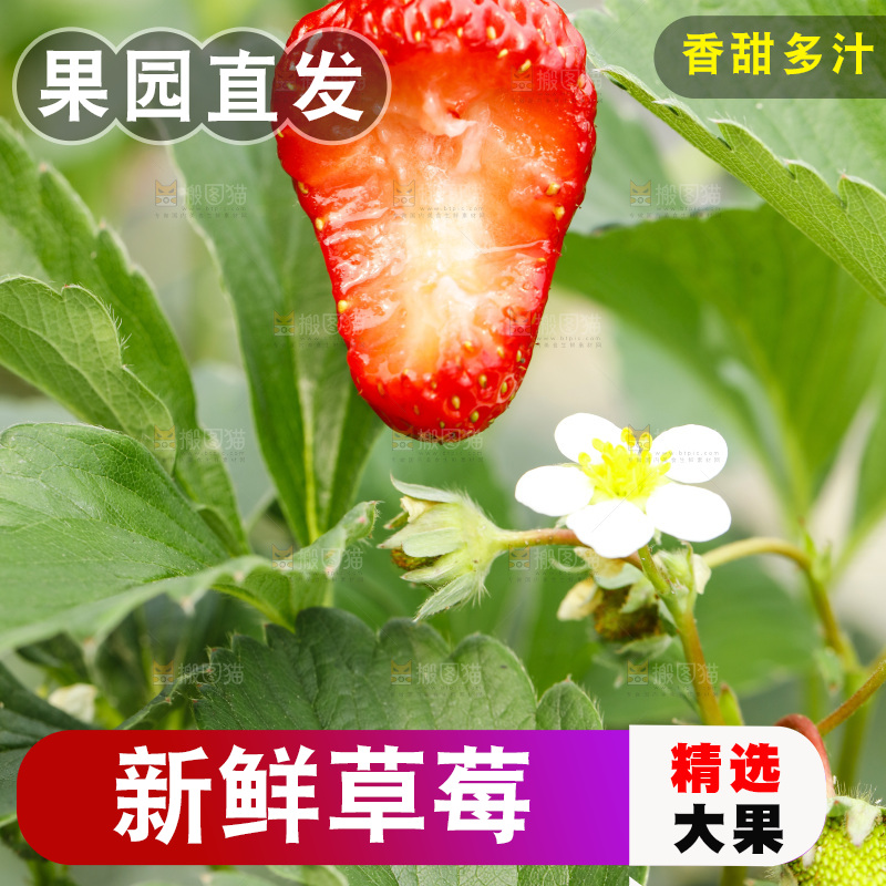 手拿草莓
