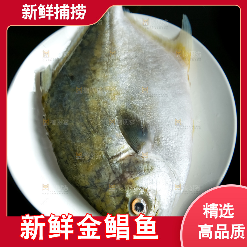 白底上的金鲳鱼