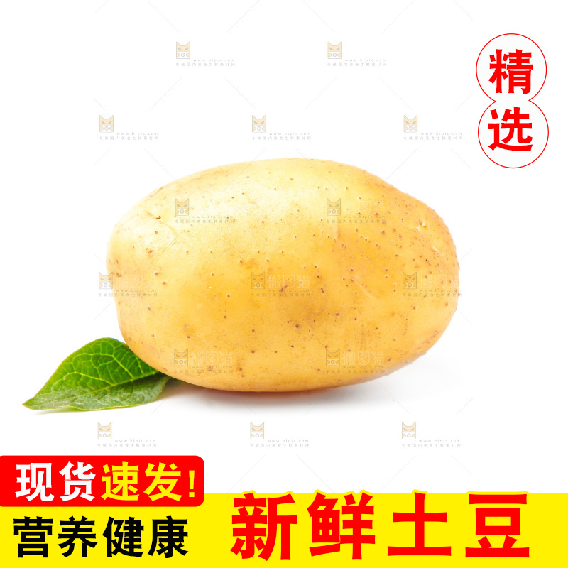 新鲜土豆放在白底上