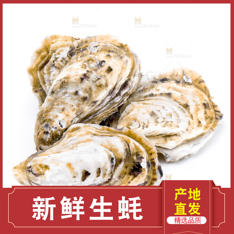 浅底上的海蛎子