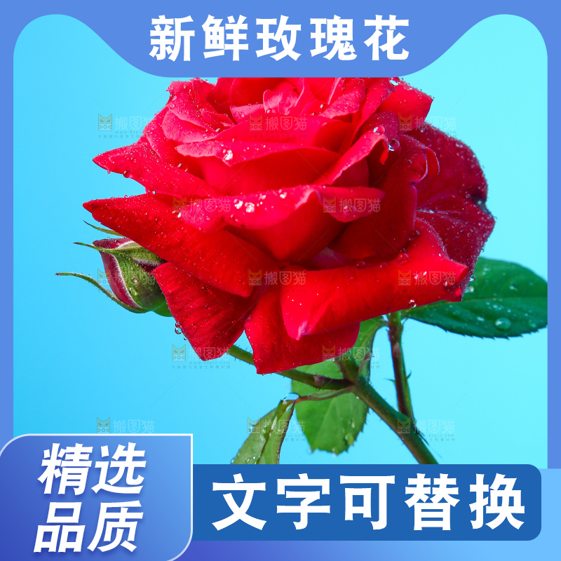 浅底上的玫瑰花