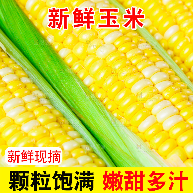 云南水果甜玉米放在木底上
