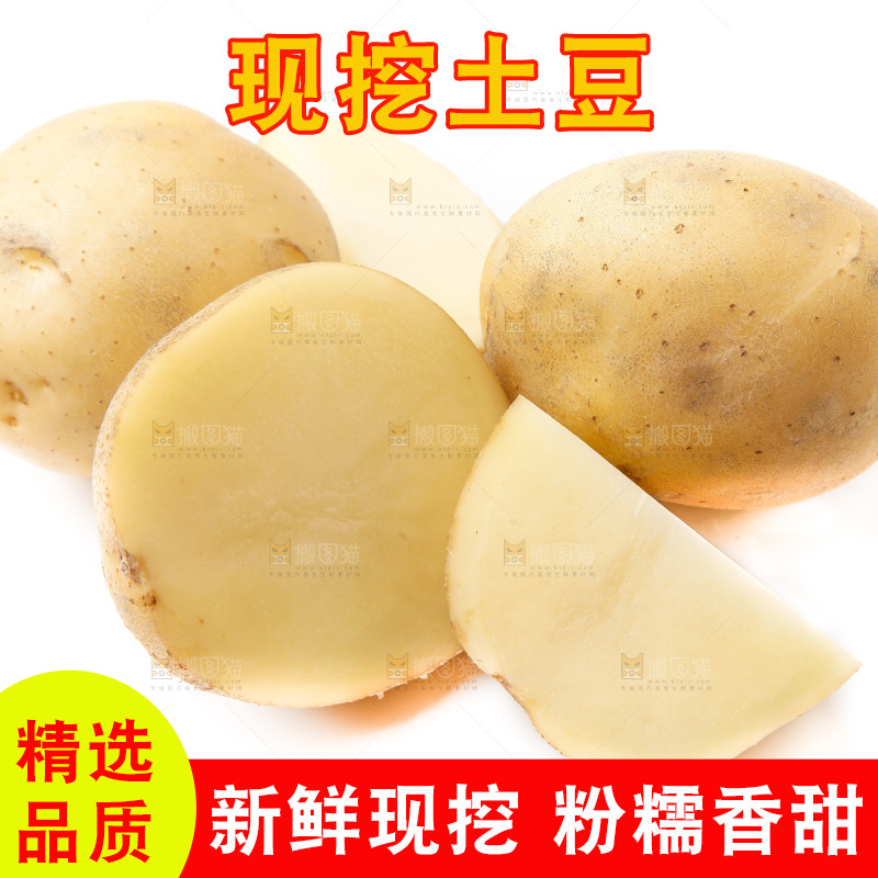 新鲜土豆放在白底上