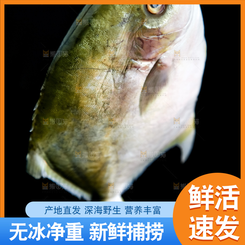 白底上的金鲳鱼
