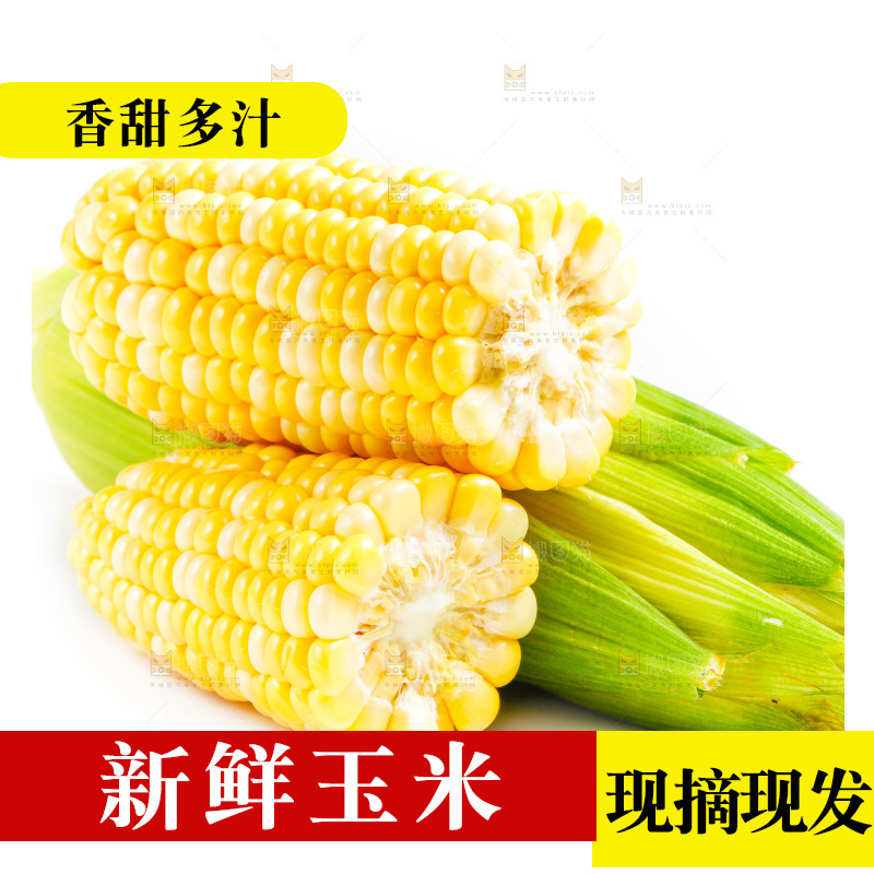 云南水果甜玉米放在白底上