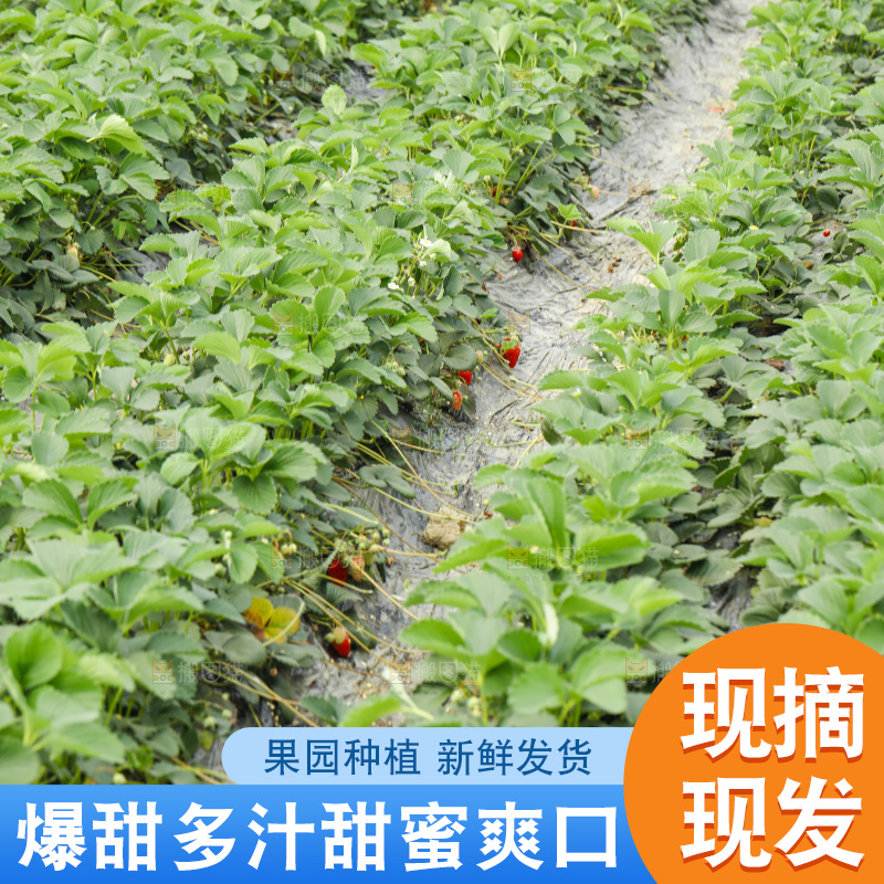 一片草莓地