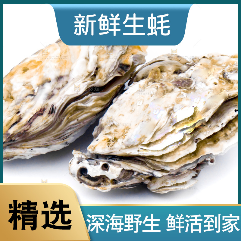 乳山生蚝放在白底上