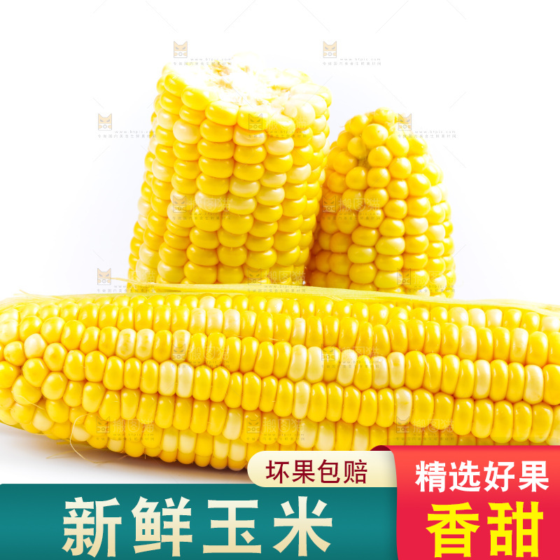 云南水果甜玉米放在白底上