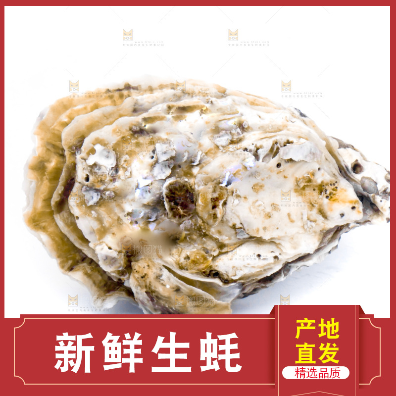 白底上的乳山生蚝