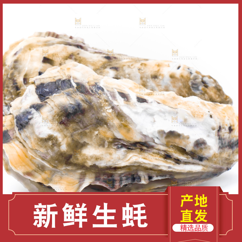 乳山生蚝放在白底上