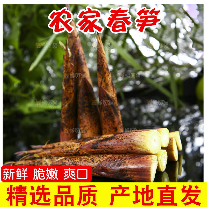 黑底上的春笋
