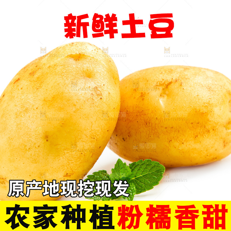 新鲜土豆放在白底上