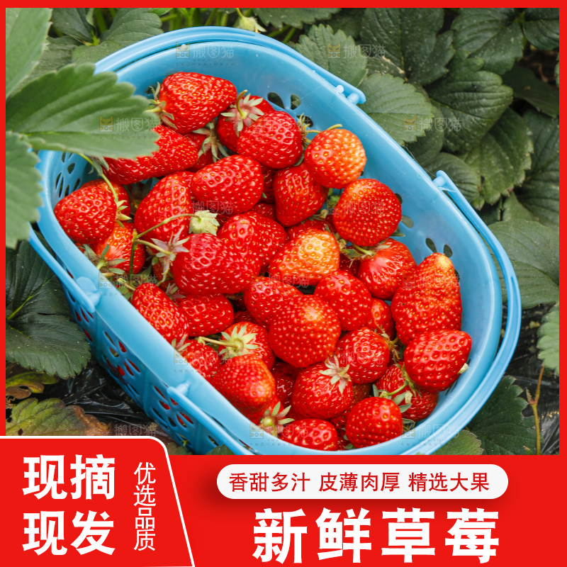 地里放着一筐草莓