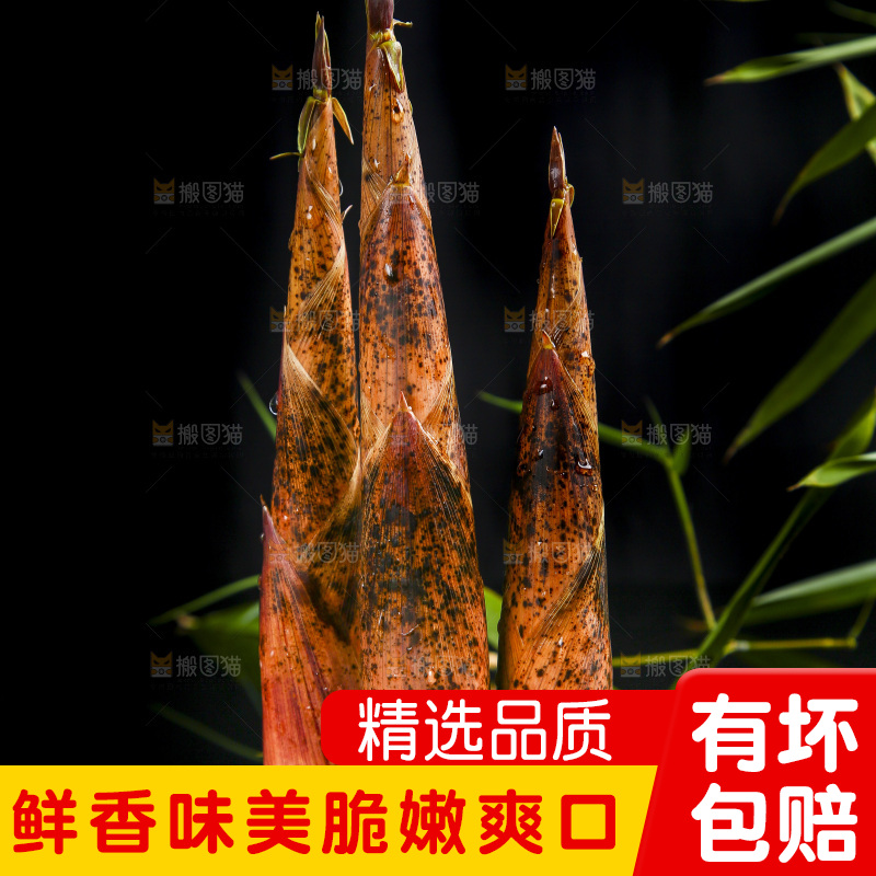 黑底上的春笋