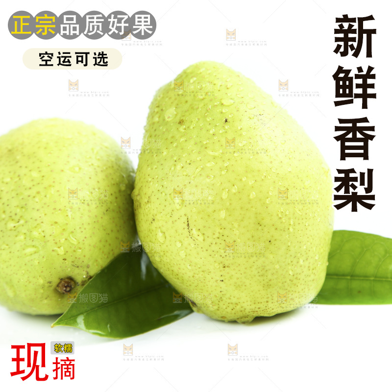 白底上的香梨