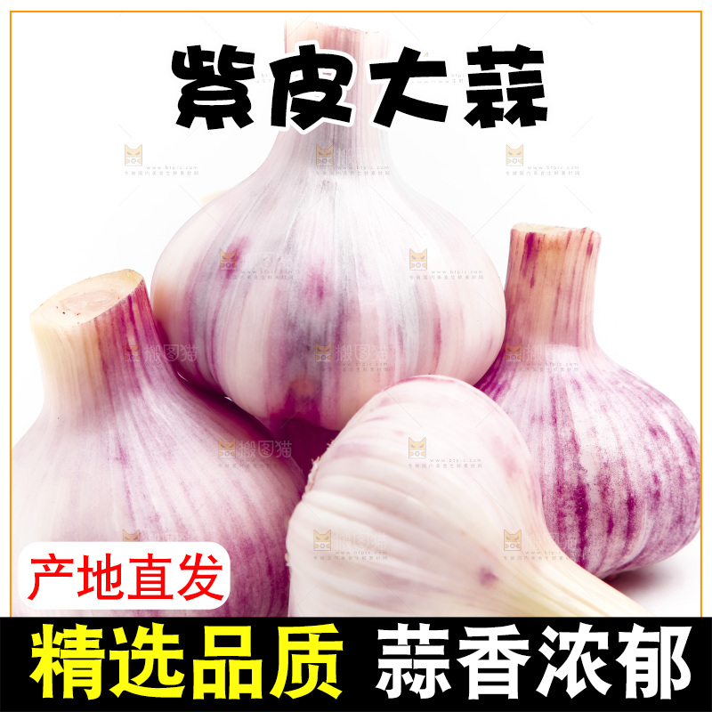 紫皮大蒜放在白底上