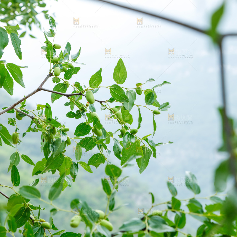 树枝上结的大枣