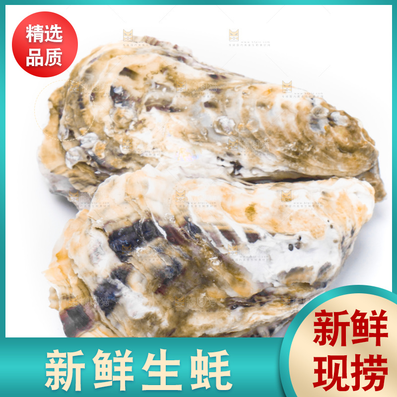 乳山生蚝放在白底上